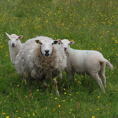 sheep and 2 lambs in field