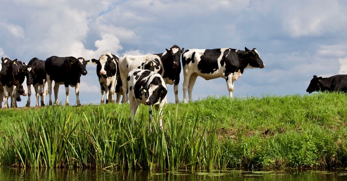 Digital dermatitis in cows