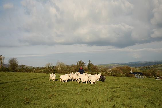 Farmer with a flock of sheep in field