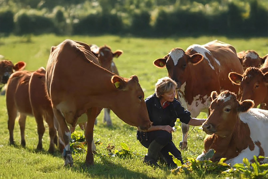 Farmer with herd of cows. The farmer is crouching down to stroke cow on the side of the head whilst in a field of grass.