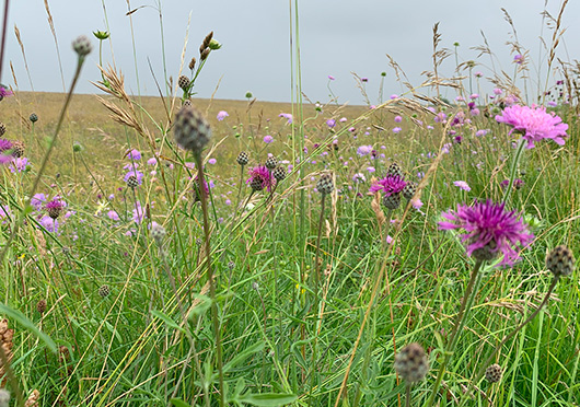 Wild Flowers in Meadow