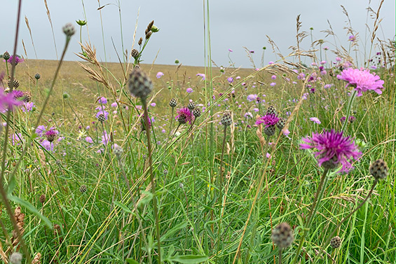 Wild Flowers in Meadow