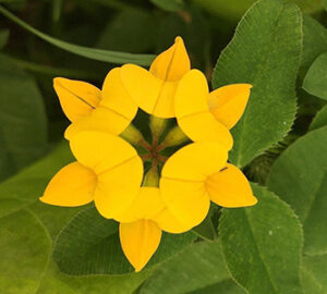 Birdsfoot-Trefoil-Lotus-Corniculatus-Small-Whole-Health-Agriculture