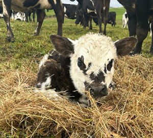 Calf-sitting-on-hay-Small-Whole-Health-Agriculture