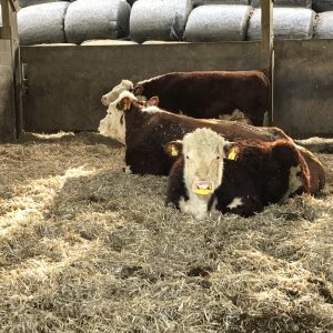 Calves-clips-in-place-and-settled