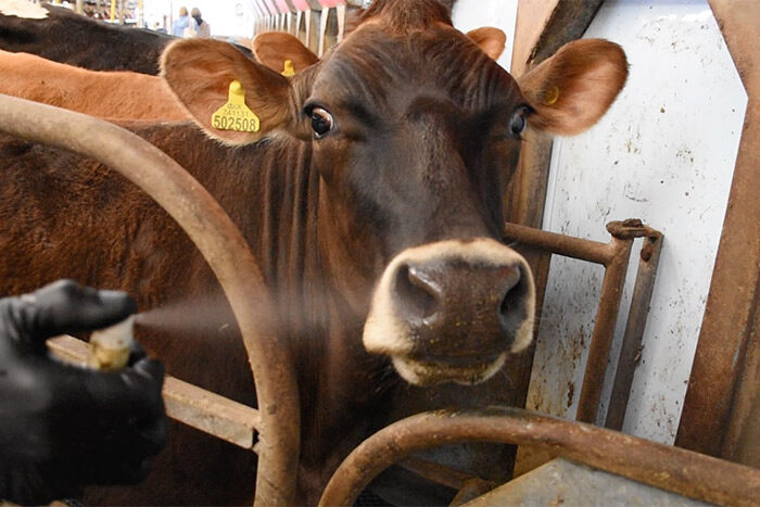 Cow-being-sprayed-Medium-Whole-Health-Agriculture