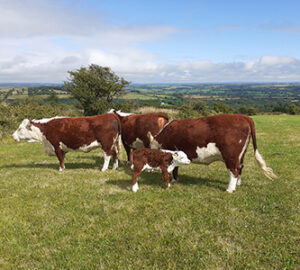Cow-herd-and-calf-in-field-Small-Whole-Health-Agriculture