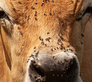 Cow-with-Flies-Small-Whole-Health-Agriculture