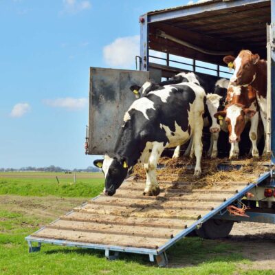 Cows-on-truck-Whole-Health-Agriculture