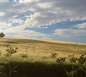 Feild-and-Sky-Small-Whole-Health-Agriculture
