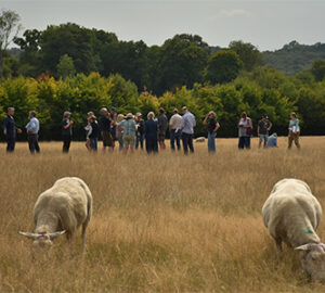 Fly-strike-farm-walk-with-sheep-Small-Whole-Health-Agriculture