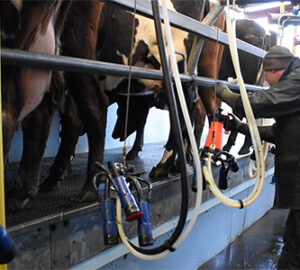 Garry-Milking-in-Parlour-Small-Whole-Health-Agriculture