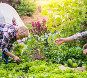 Healthy-food-Small-Whole-Health-Agriculture
