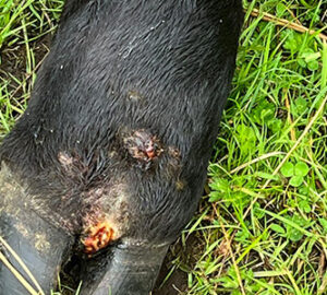 Infected-foot-Small-Whole-Health-Agriculture