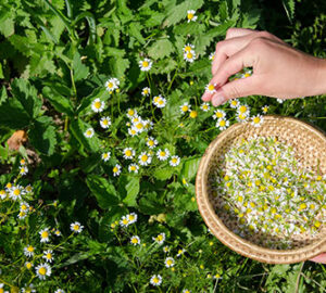 Picking-Daisies-Small-Whole-Health-Agriculture