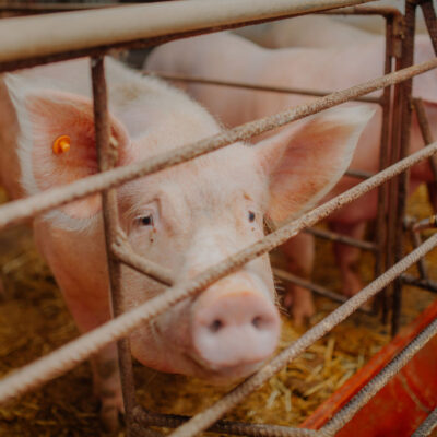 Pig-in-a-pen-Whole-Health-Agriculture