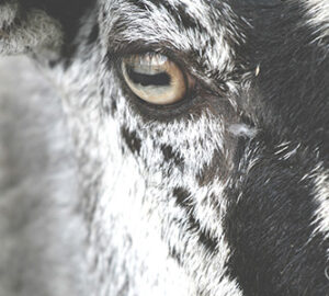 Sheep-Eye-Small-Whole-Health-Agriculture