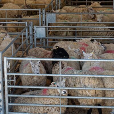 Sheep-in-pen-Whole-Health-Agriculture