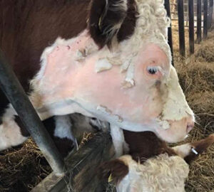 Steer-small