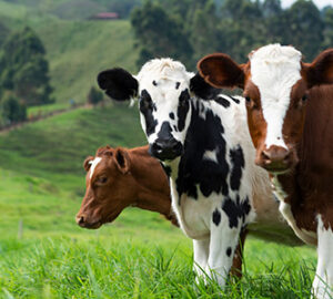 Three-Diary-Cows-in-Field-Small-Whole-Health-Agriculture