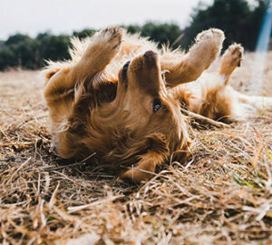 michael-oxendine-t7wwffh6x8E-unsplash-small